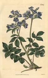 Creeping Greek-valerian, Polemonium reptans. Handcoloured botanical engraving from John Sims