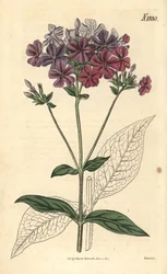 Cross-leaved Phlox, Phlox acuminata. Handcoloured botanical engraving from John Sims