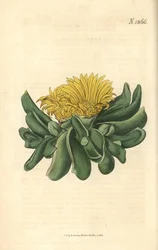 Depressed Tongue Fig-marigold, Mesembryanthemum depressum. Handcoloured botanical engraving from John Sims