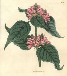 Lyon