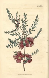 Thyme Leaved Melaleuca, Melaleuca thymifolia. Handcoloured botanical engraving from John Sims