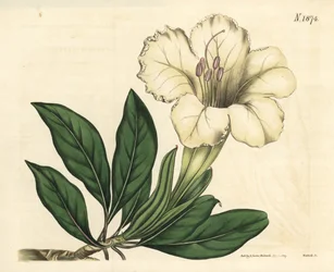 Great-flowered Solandra, Solandra grandiflora. Handcoloured botanical engraving from John Sims