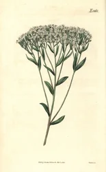 Hyssop-leaved Stevia, Stevia eupatoria. Handcoloured botanical engraving from John Sims