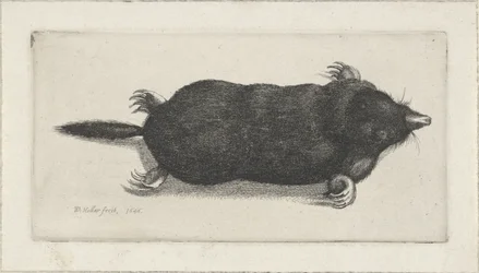 Dead Mole