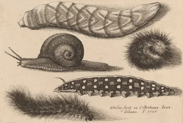 Four Caterpillars and a Snail, 1646