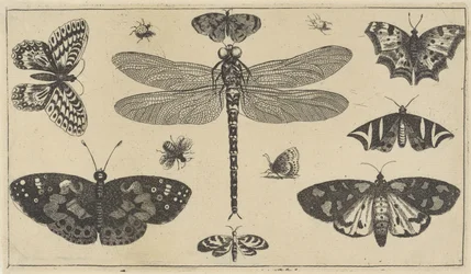 Dragonfly, Ladybugs, and Butterflies (Various Insects)