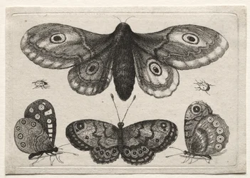 Various Figures and Forms of Flies, Beetles and Worms: A Moth, Three Butterflies and Two Beetles