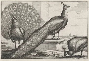 Peacocks. Diversae avium species (series title)
