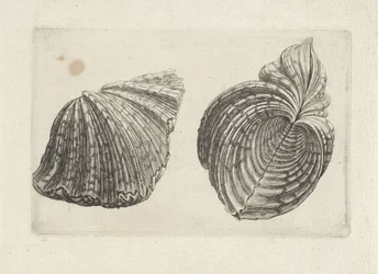 Shell, Hippopus Hippopus