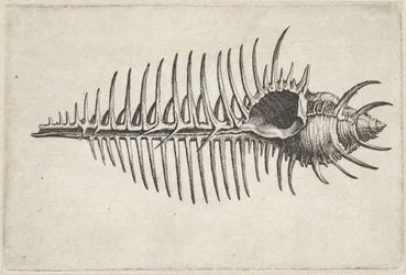 Shell, Murex Pecten (Shells)