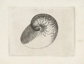 Shell, Nautilus Pompilius (Shells)