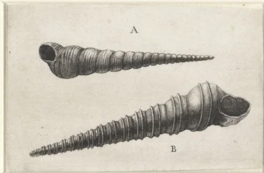 Shells, Turritella Terebra (A) and Turritella Duplicata (B) (series title: Shells)