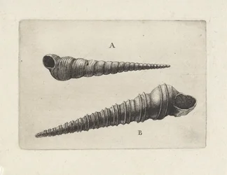 Shells, Turritella Terebra (A) and Turritella Duplicata (B)