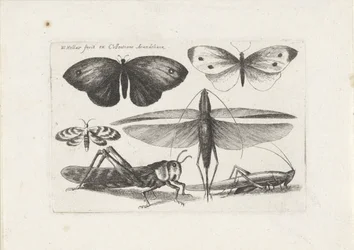 Grasshoppers and Butterflies (series title: Insects, Muscarum Scarabeorum)