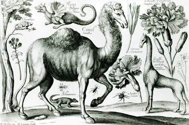 Study of Animals and Flowers, engraved by D. Loggan