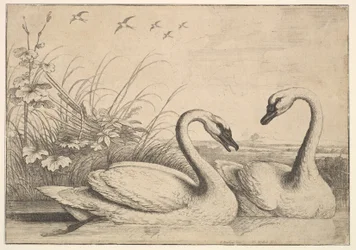 Two Swans