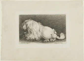 White Dog