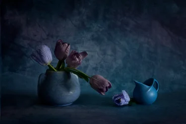 Moody Blue Tulips
