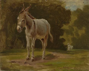 Donkey