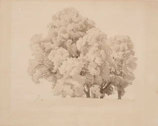 Group of Deciduous Trees
