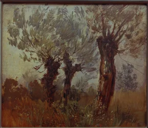 Three Old Willows