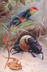 A Gama, Horned Viper and Sacred Beetle, illustration from Wildlife of the World