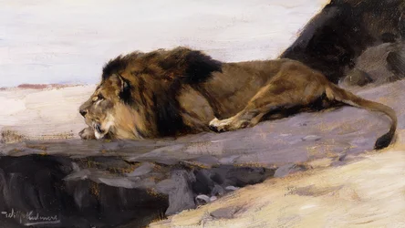 A Resting Lion