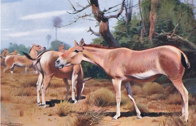 Asiatic Wild Ass