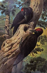 Black woodpecker, c. 1910