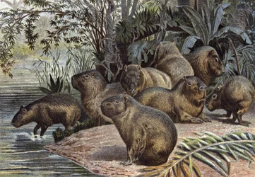 Capybaras