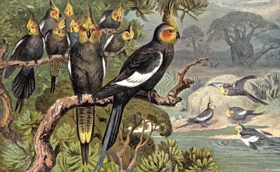 Cockatoo, c. 1910