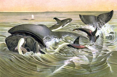 Greenland Whales
