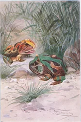 Horned Frog