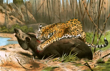 Jaguar Killing Tapir