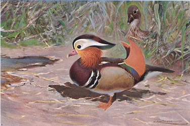 Mandarin Duck