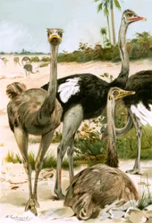 Ostriches