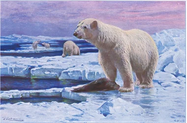 Polar Bear