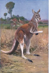 Red Kangaroo, illustration from Wildlife of the World, c.1910