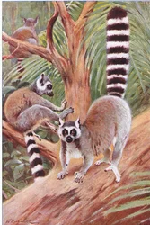 Ring Tail Lemur, illustration from Wildlife of the World, c.1910