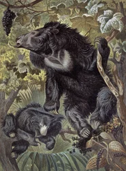 Sloth Bear