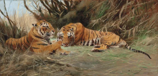 Tigers at Dawn