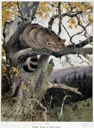 Wild Cat - Watercolour by Wilhem Ruhnert
