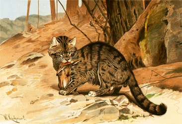 Wild cat