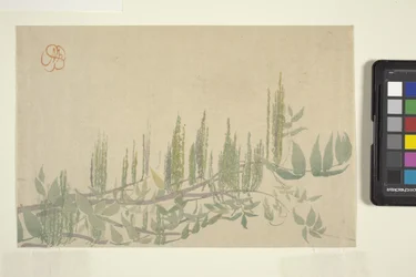 Wisteria, c.1908