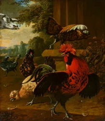 Birds Attacked by a Hawk