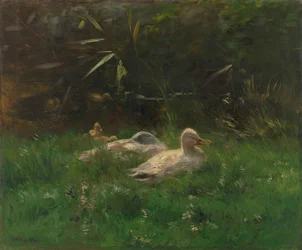Ducks