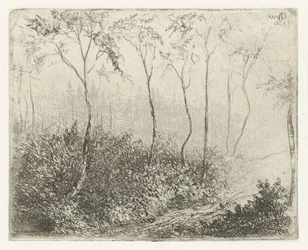 Forest Landscape