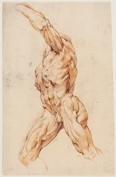 Anatomical Study (écorchés). Walking flayed man turned to the left