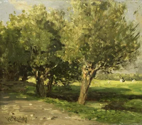 Willow Trees