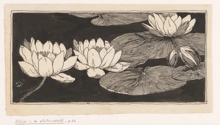 Water Lilies